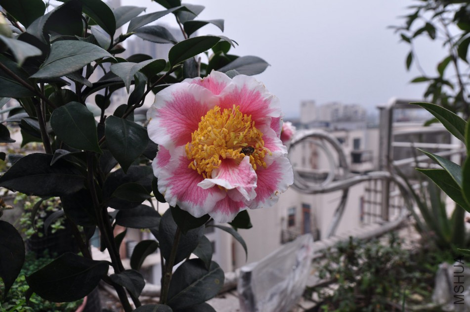 dsc_0321_����.jpg