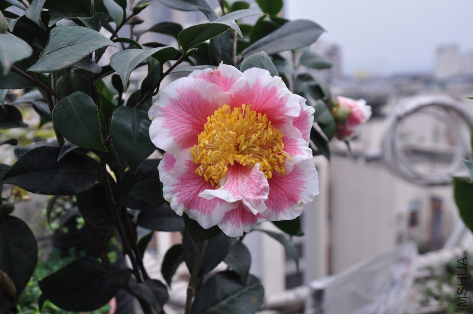 dsc_0322_����.jpg
