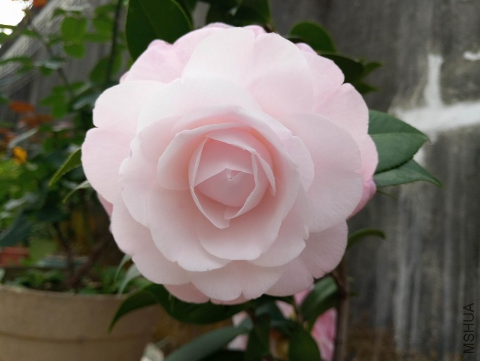 a004.jpg