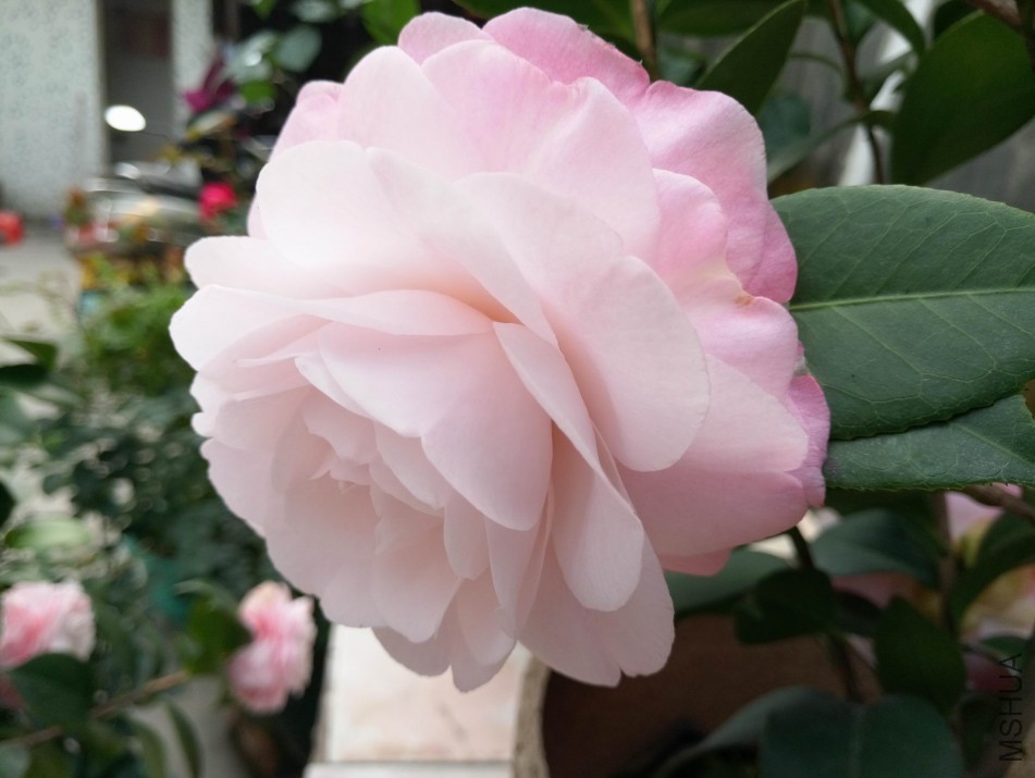 a006.jpg