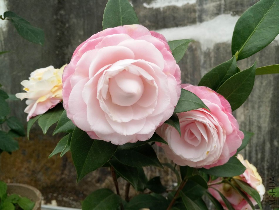 a010.jpg
