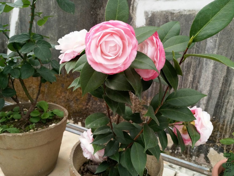 a009.jpg