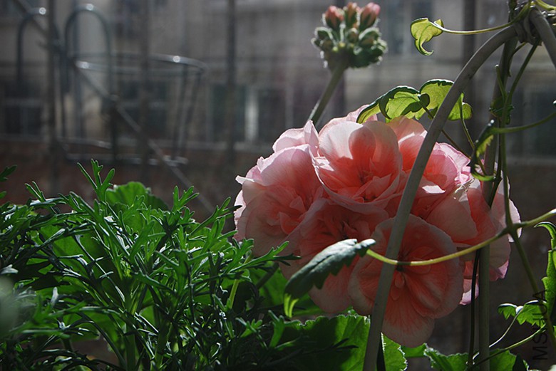 DSC_0336_����.jpg