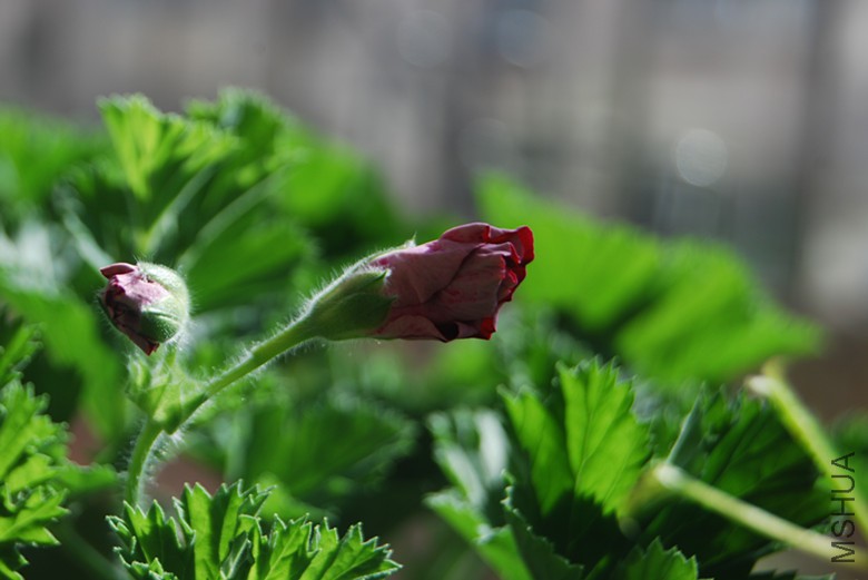 DSC_0385_����.jpg