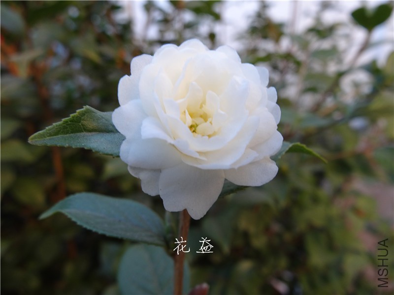 DSC03204.jpg