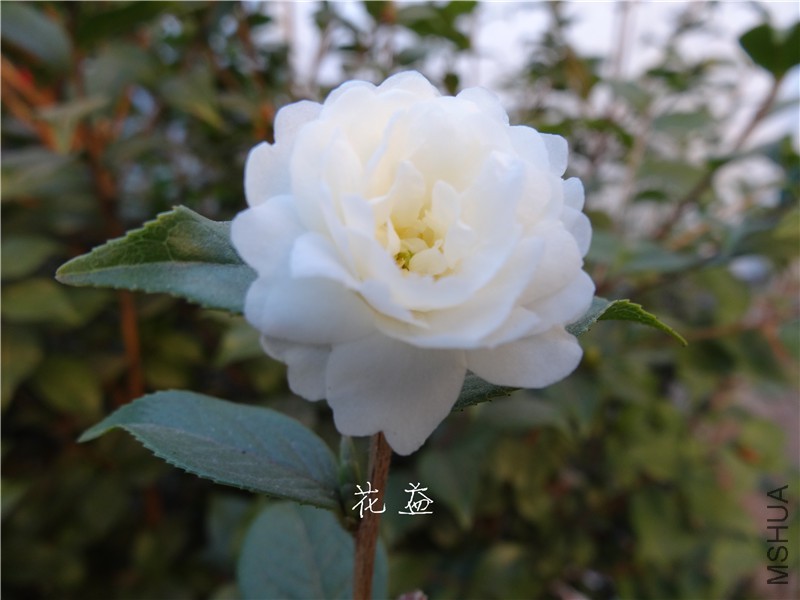 DSC03203.jpg