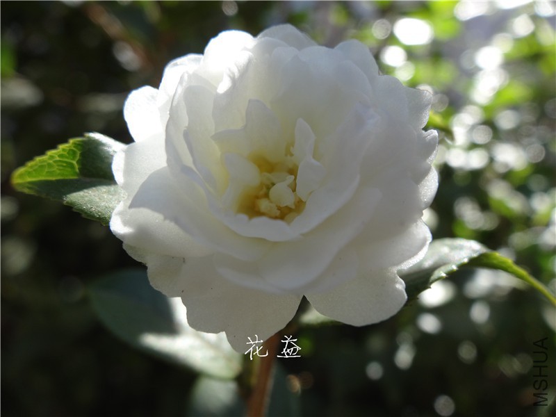 DSC03205.jpg