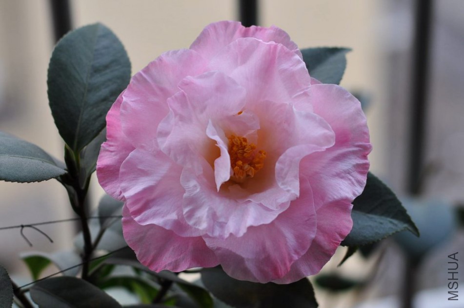 DSC_0004.JPG