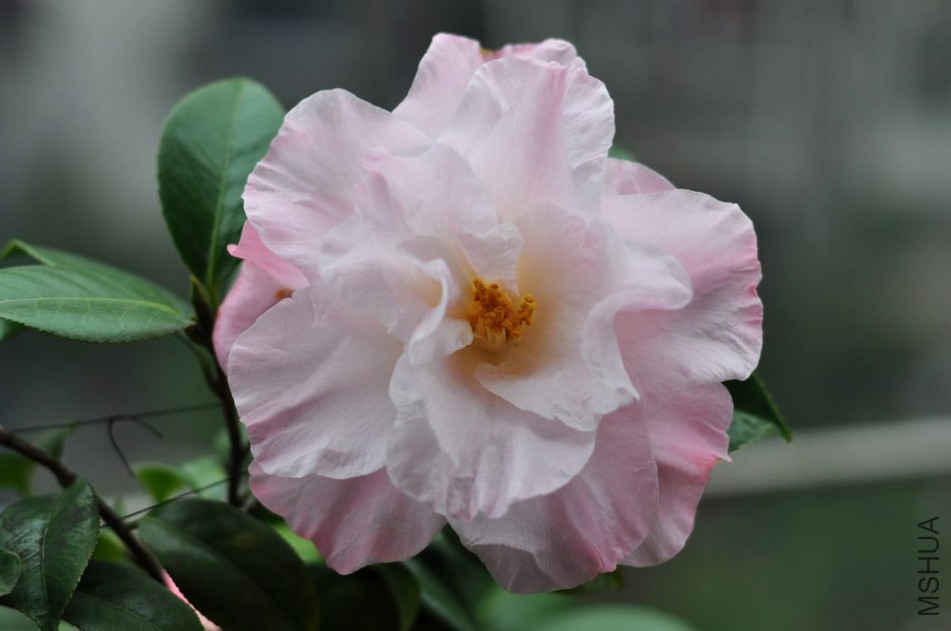 DSC_0007.JPG
