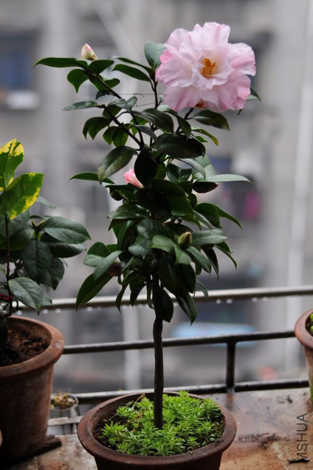 DSC_0011.JPG