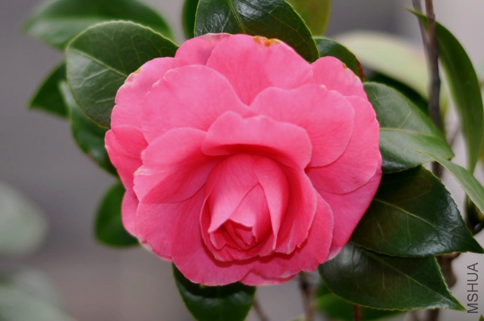 DSC_0031.JPG
