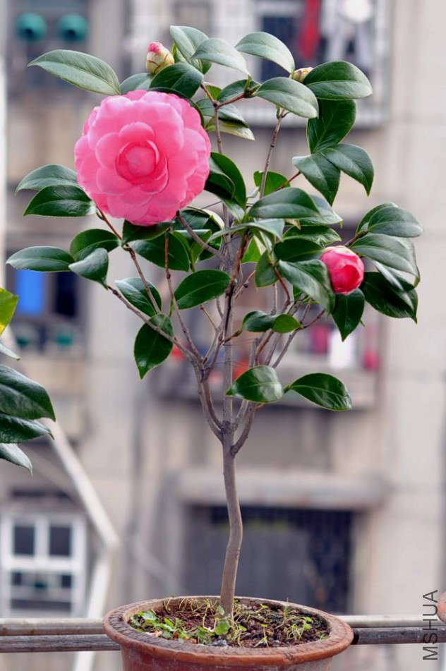 DSC_0039.JPG