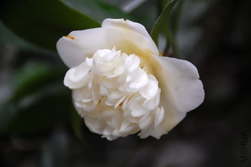 DSC_17030352.JPG