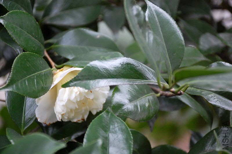 DSC_16730321.JPG