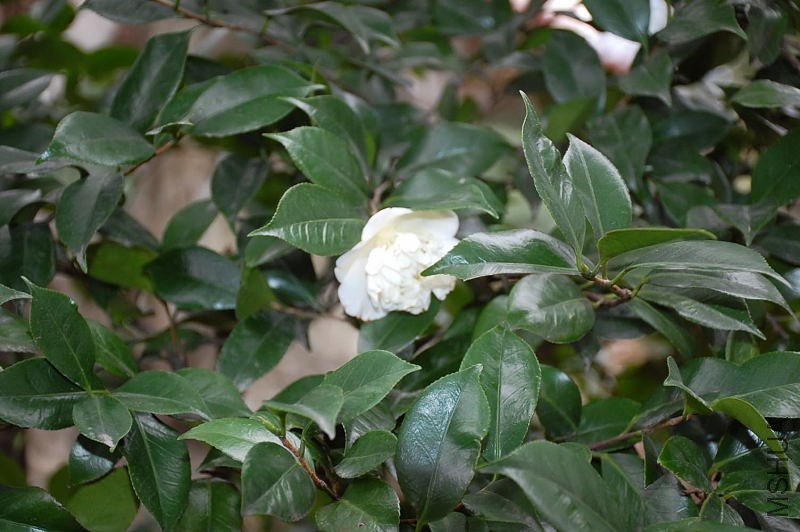 DSC_16790327.JPG