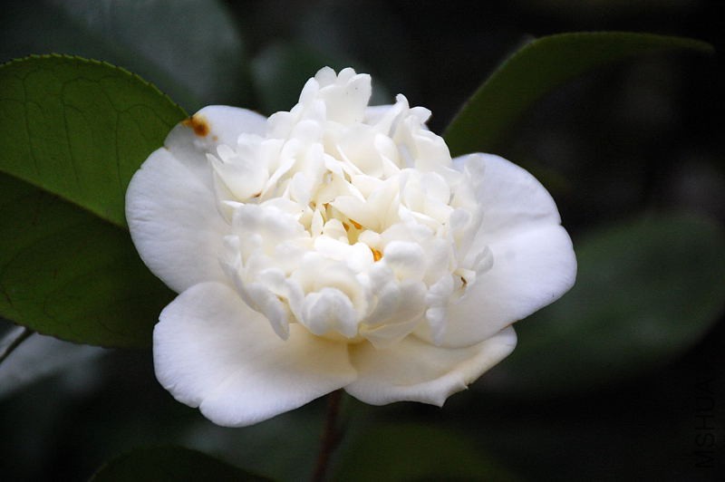 DSC_16470295.JPG