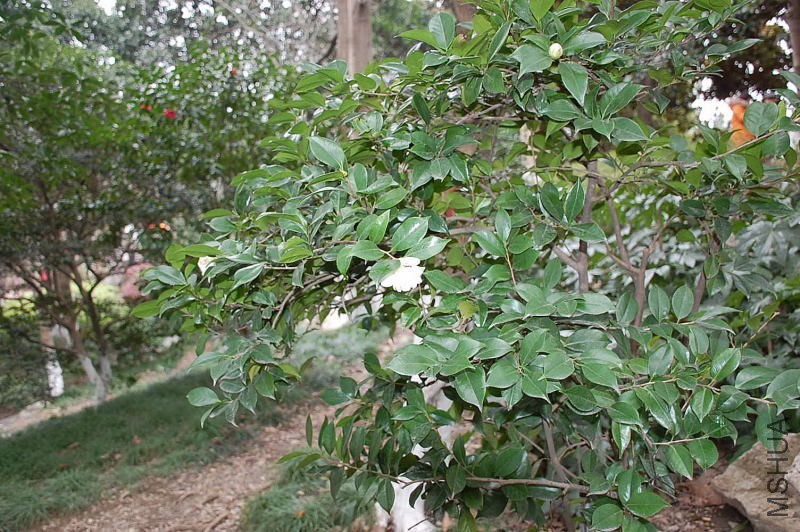 DSC_16450293.JPG