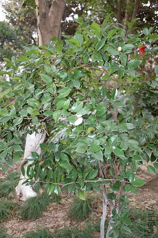 DSC_16430291.JPG