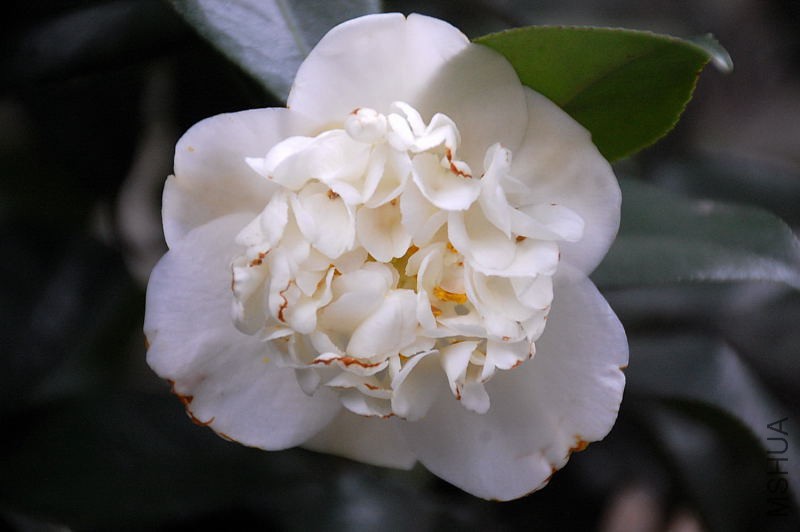 DSC_16610309.JPG