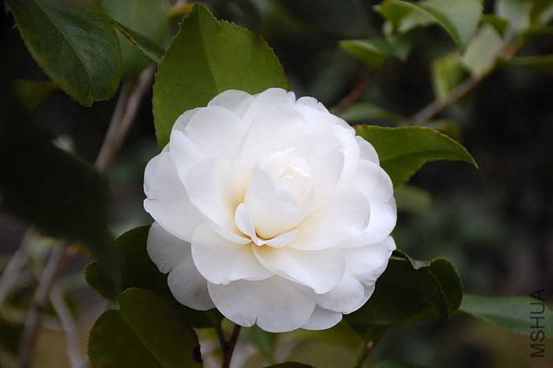 DSC_13970044.JPG