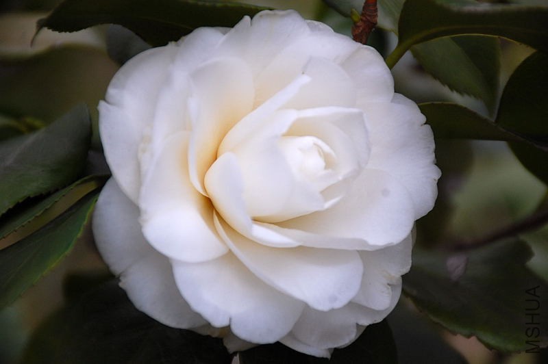 DSC_13560003.JPG