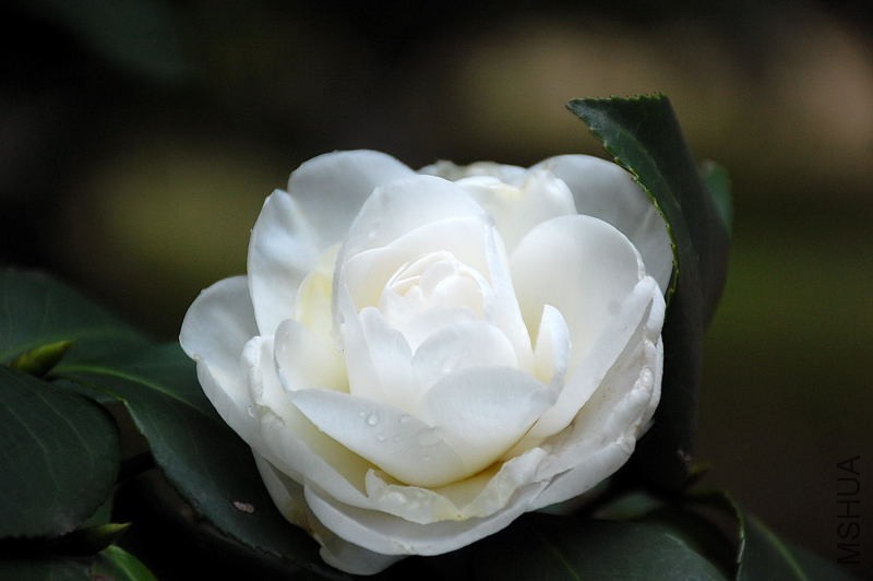 DSC_14930140.JPG