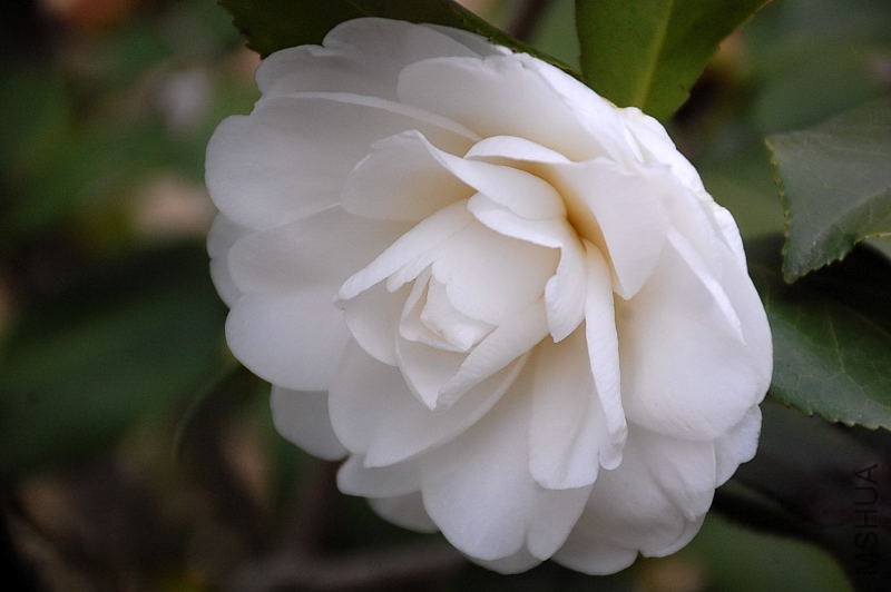 DSC_13600007.JPG