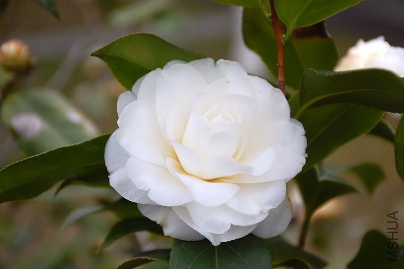 DSC_13780025.JPG