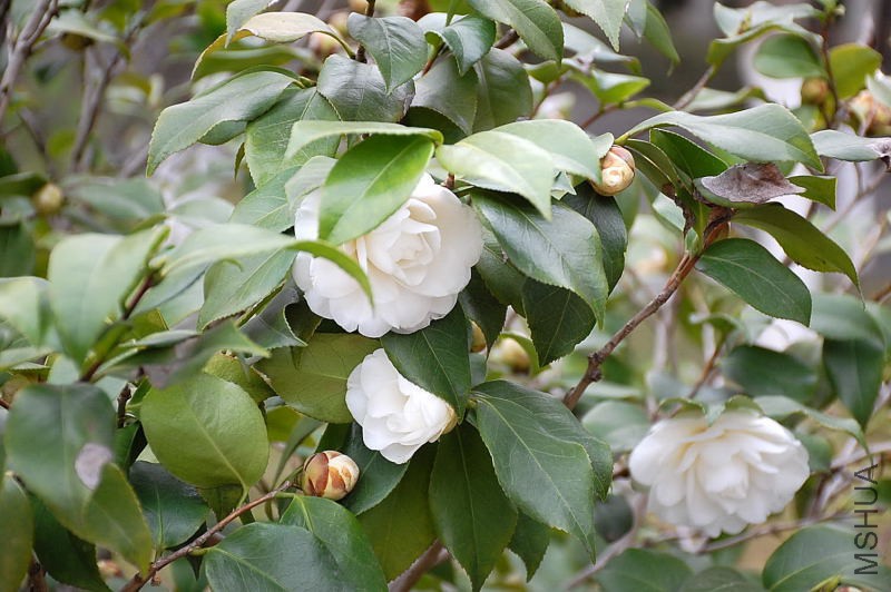 DSC_14010048.JPG