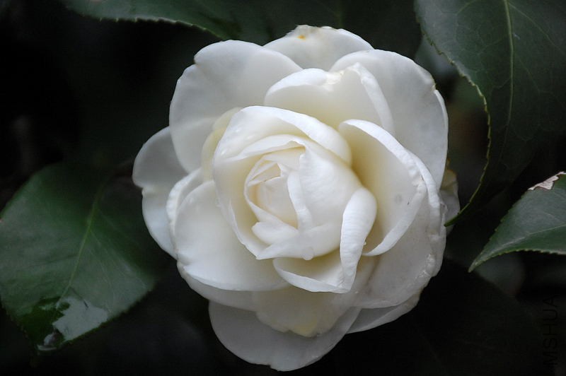DSC_15010148.JPG