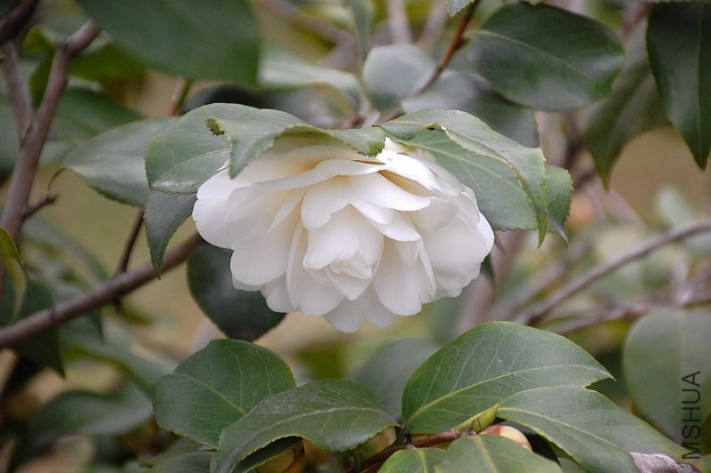 DSC_13590006.JPG
