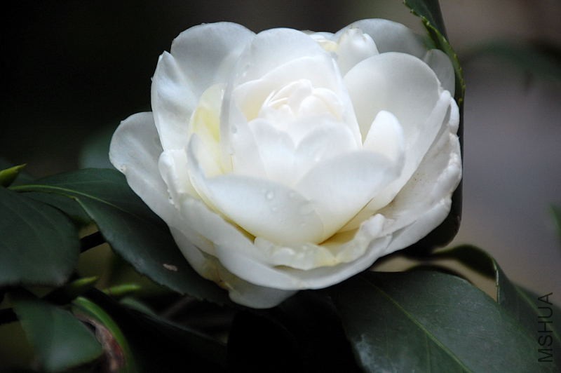 DSC_14980145.JPG