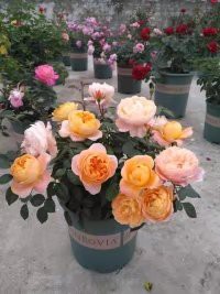 psb (2).jpg