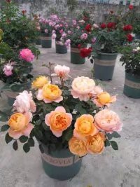 psb (1).jpg