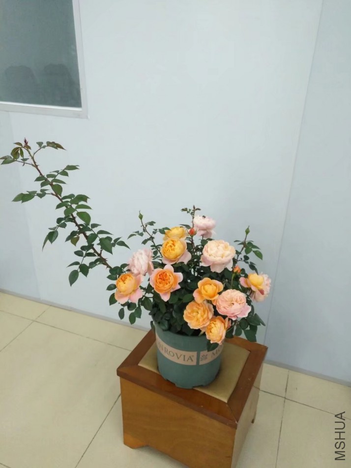 psb (4).jpg