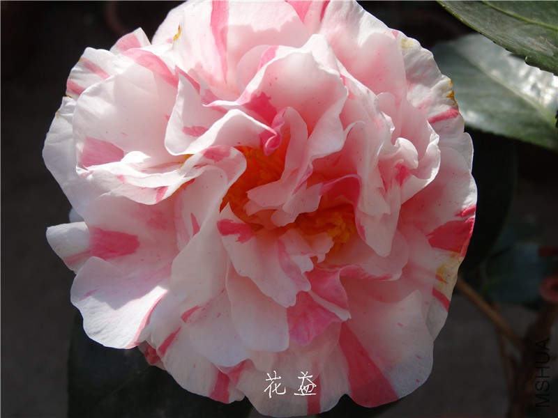DSC03215.jpg