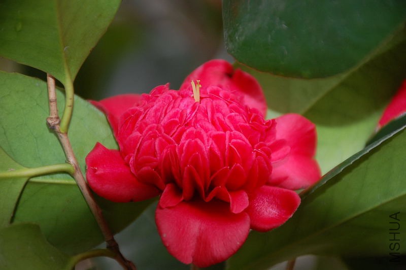 DSC_15370184.JPG
