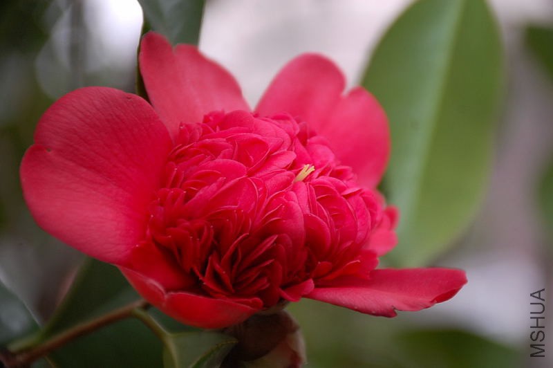 DSC_15380185.JPG