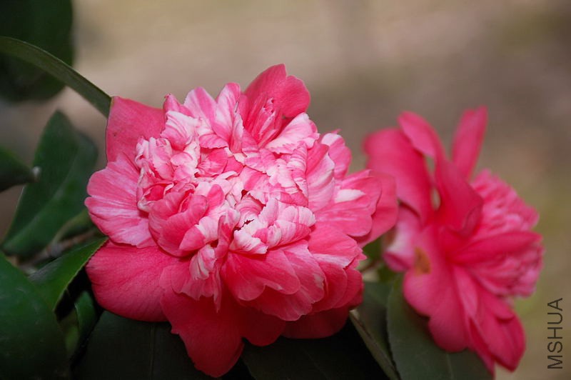 DSC_16240271.JPG