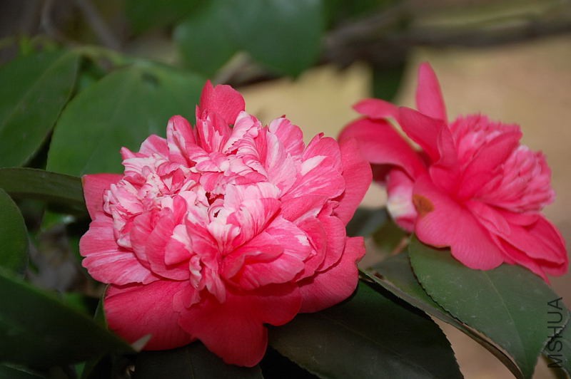 DSC_16220269.JPG