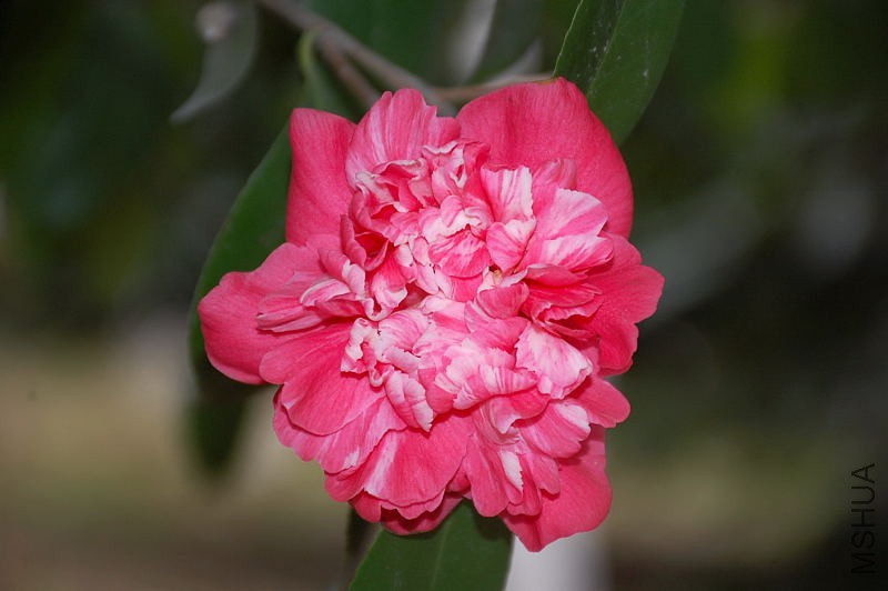 DSC_16110258.JPG