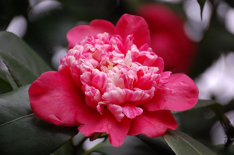 DSC_15600207.JPG