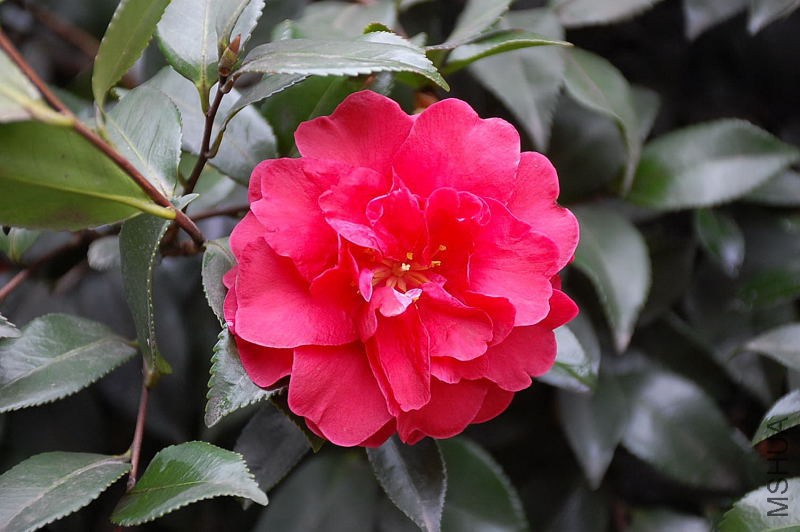 DSC_14350082.JPG