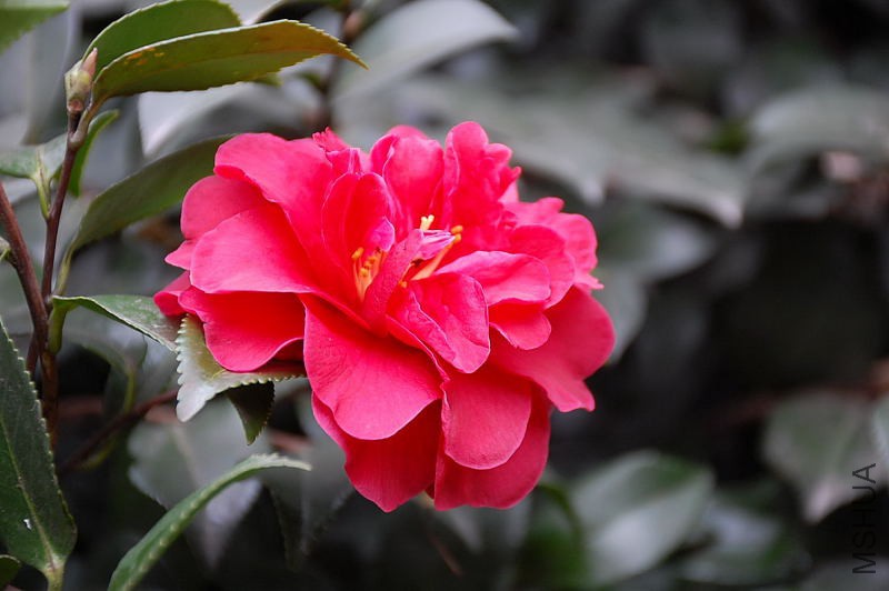 DSC_14390086.JPG