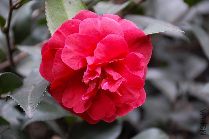 DSC_14440091.JPG