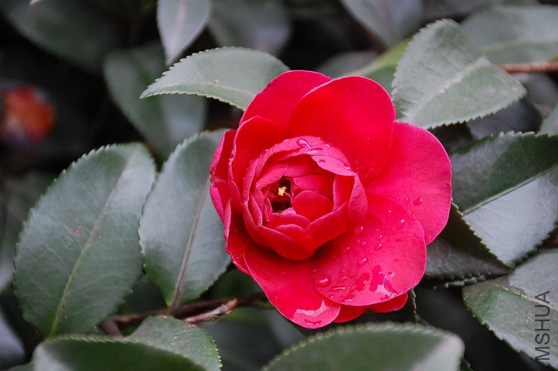 DSC_14480095.JPG