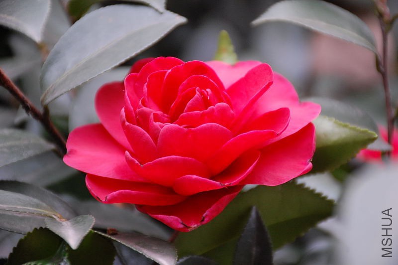 DSC_14520099.JPG