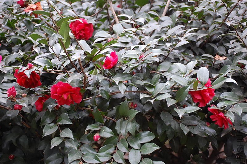 DSC_14720119.JPG