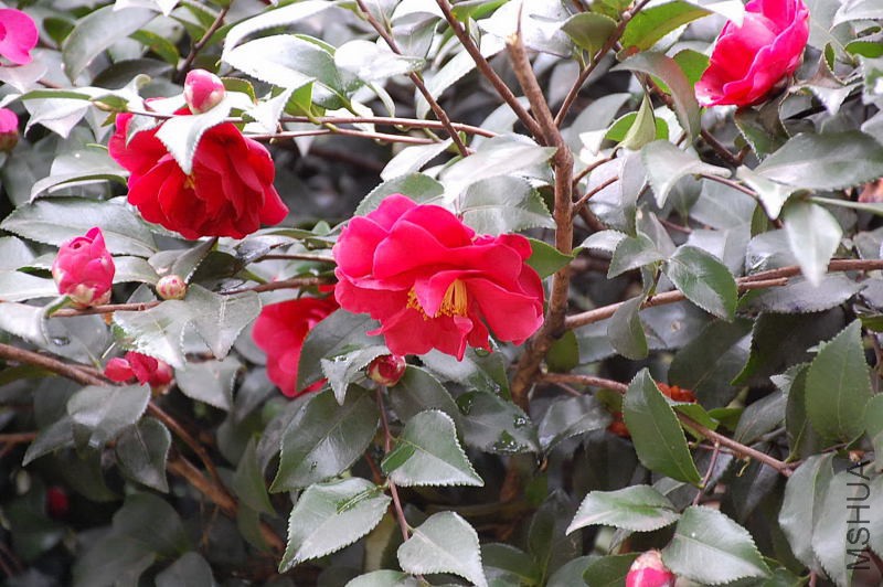 DSC_14710118.JPG