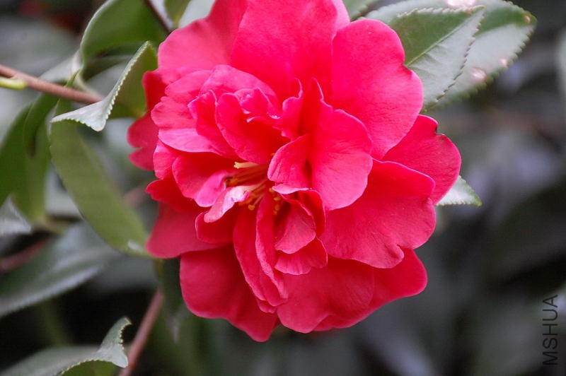 DSC_14590106.JPG